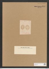 Diatomeae indet. Zeichnungen Sammlung Grunow Nr. 3755 (NHMW-BOT-W0371407)